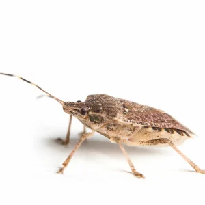 close up of a living brown marmorated stink bug with macro details