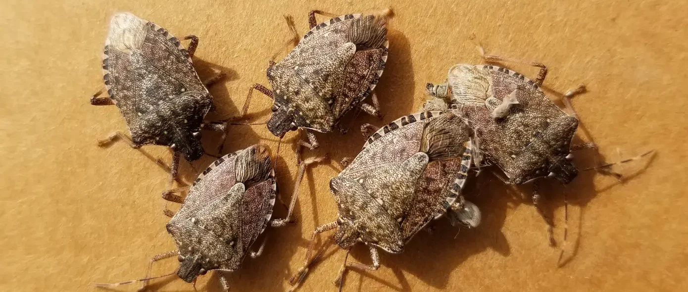 AdobeStock_501789099 a group of brown marmorated stink bugs