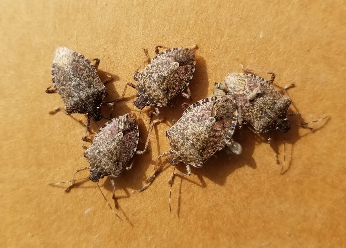a group of brown marmorated stink bugs