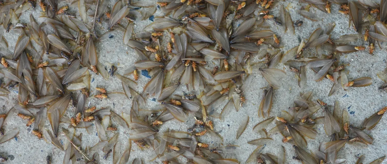 a swarm of winged insects, termites, alates on the ground