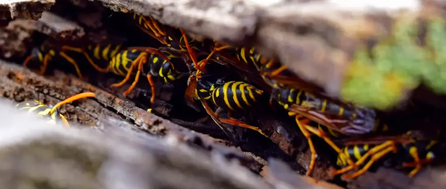 Yellowjackets making a nest inside a log. Contact Eden Advanced Pest Technologies to get rid of bees from your Spokane home or business.