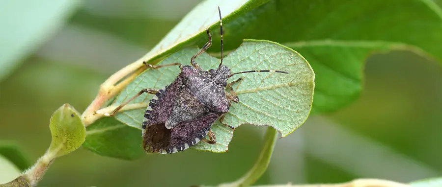 How to Manage Invasive Brown Marmorated Stink Bugs Brown marmorated stink bug on a leaf of a shrub