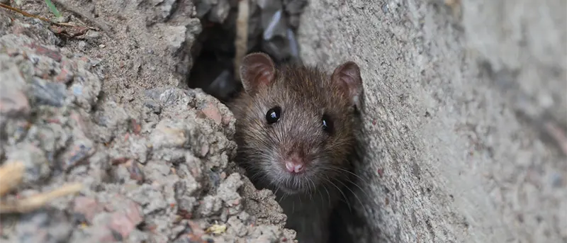 Tiny foundation crack with mouse poking out illustrates the importance of rodent proofing your house