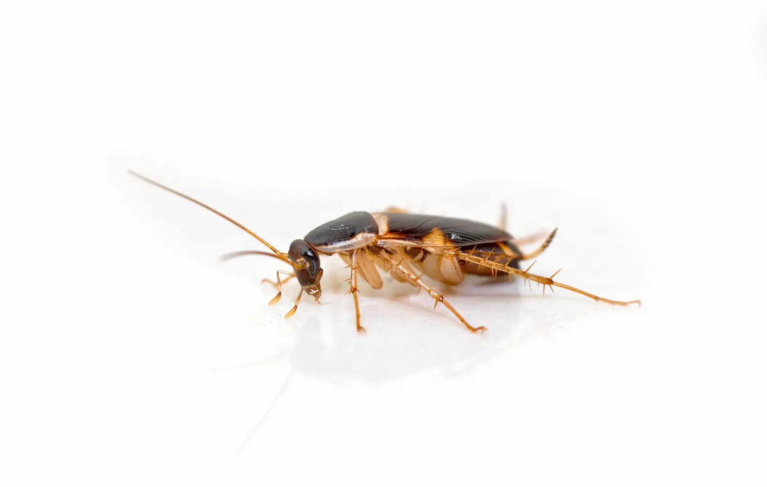 Closeup of a PNW brown banded cockroach on a white background