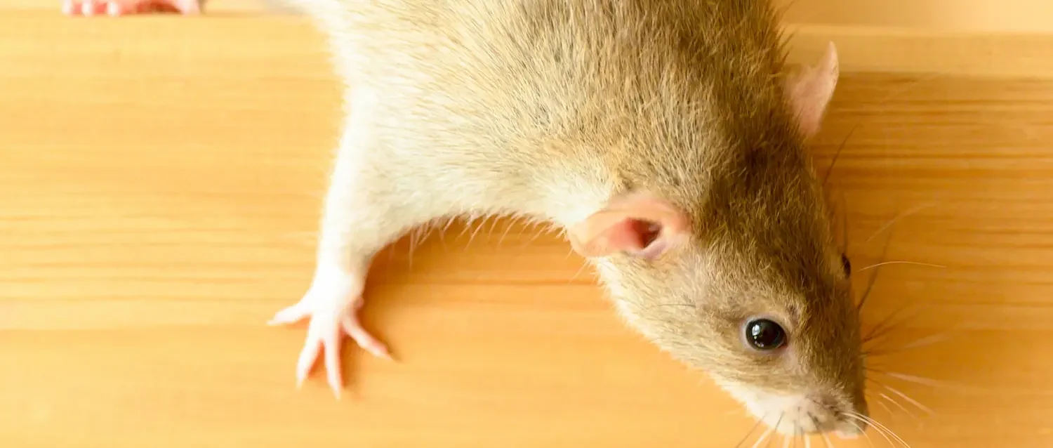 Mouse crawling on a wood shelf