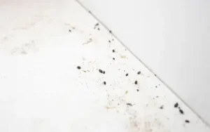 mouse droppings in idaho house