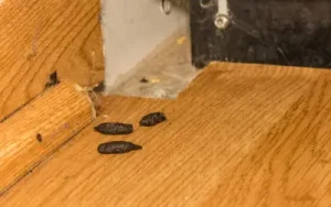 large, robust rat droppings in spokane house