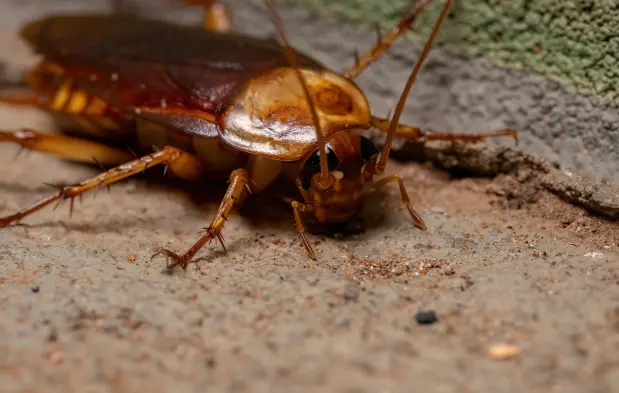 Closeup of an adult American Cockroach in a Spokane home