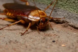 closeup of american cockroach in basement