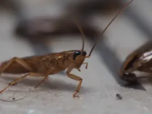 closeup of a roach in a sticky trap in coeur d'alene home