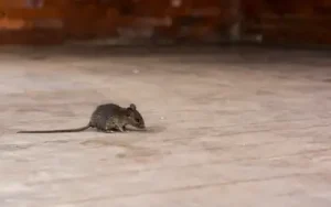 rat in attic in coeur d'alene house