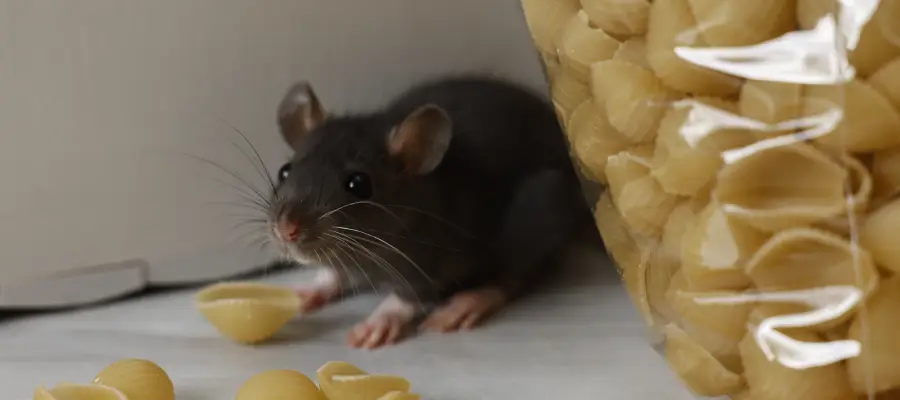 rat in idaho kitchen eating pasta