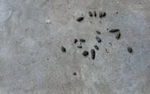 rodent droppings in basement of spokane house