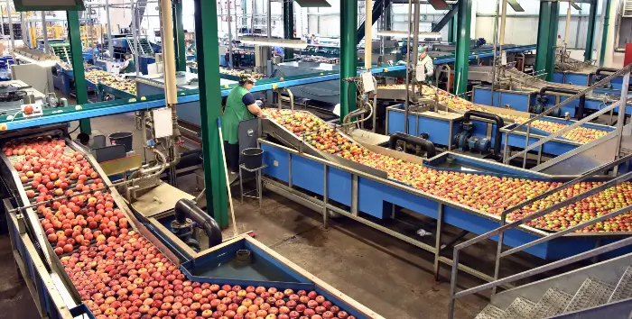 Food Processing Interior of a food processing facility with apples going across a conveyor belt