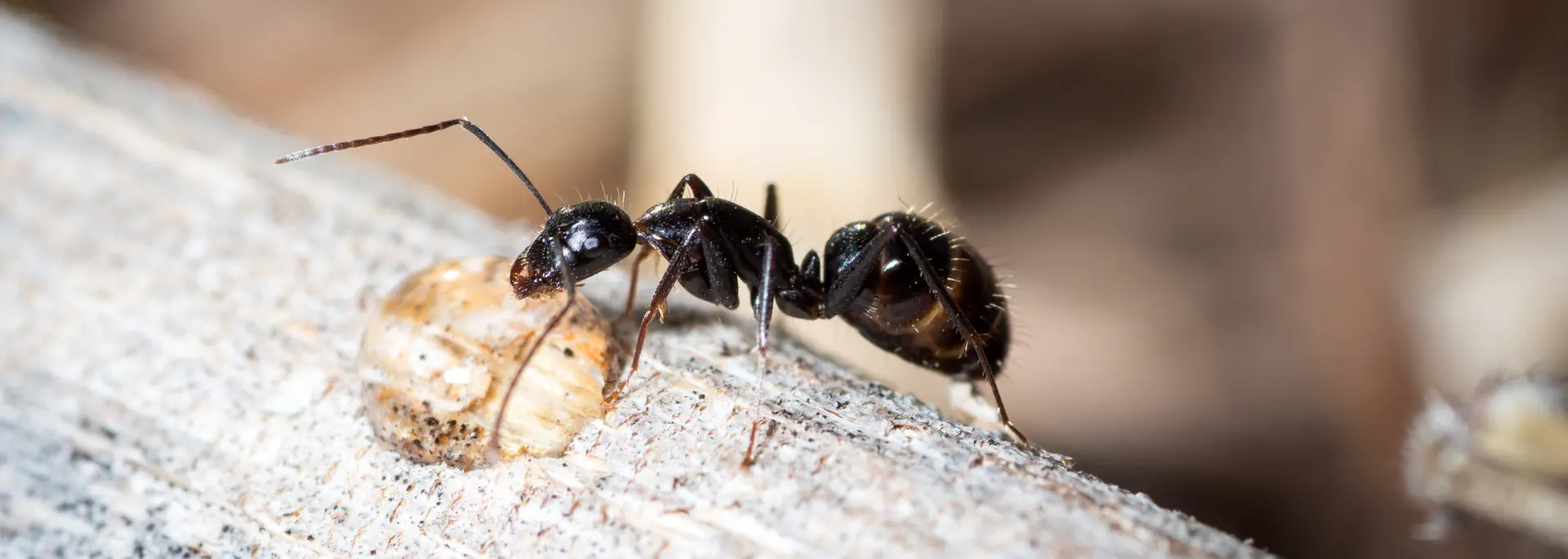 Black carpenter ant closeup. Eden Advanced Pest Technologies is Spokane's trusted ant control and exterminator company.