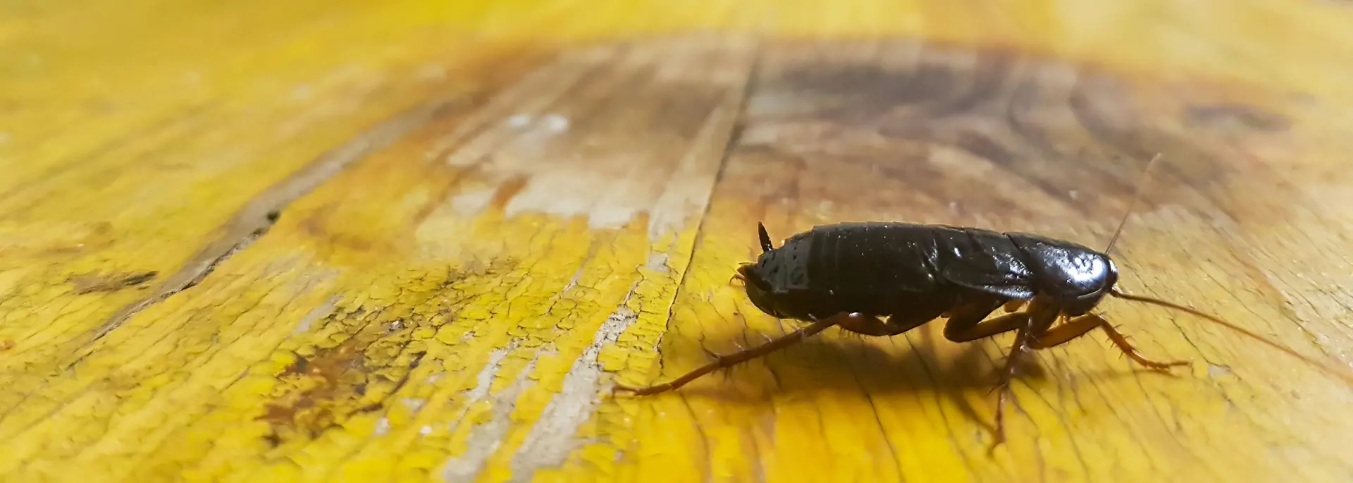 Cockroach on kitchen counter in Spokane, WA. Protect your home or business from cockroaches by contacting Eden Advanced Pest Technologies.