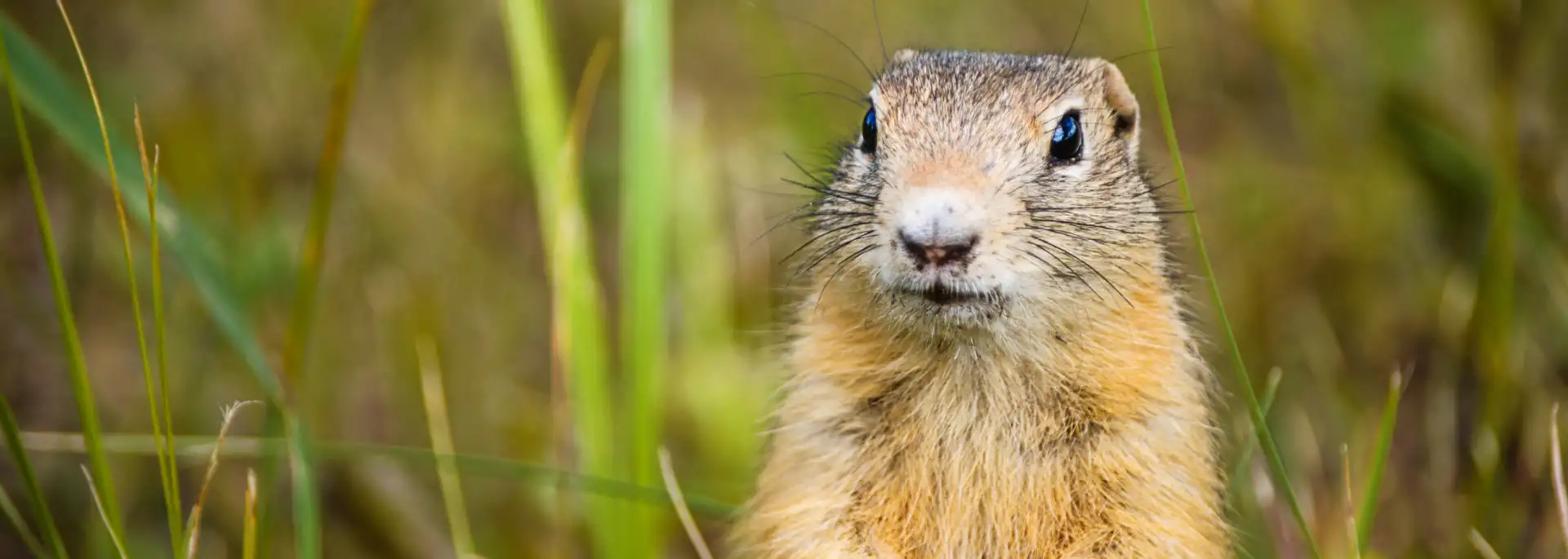 Gopher in Spokane yard. Eden Advanced Pest Technologies can help remove gophers from your home or business.