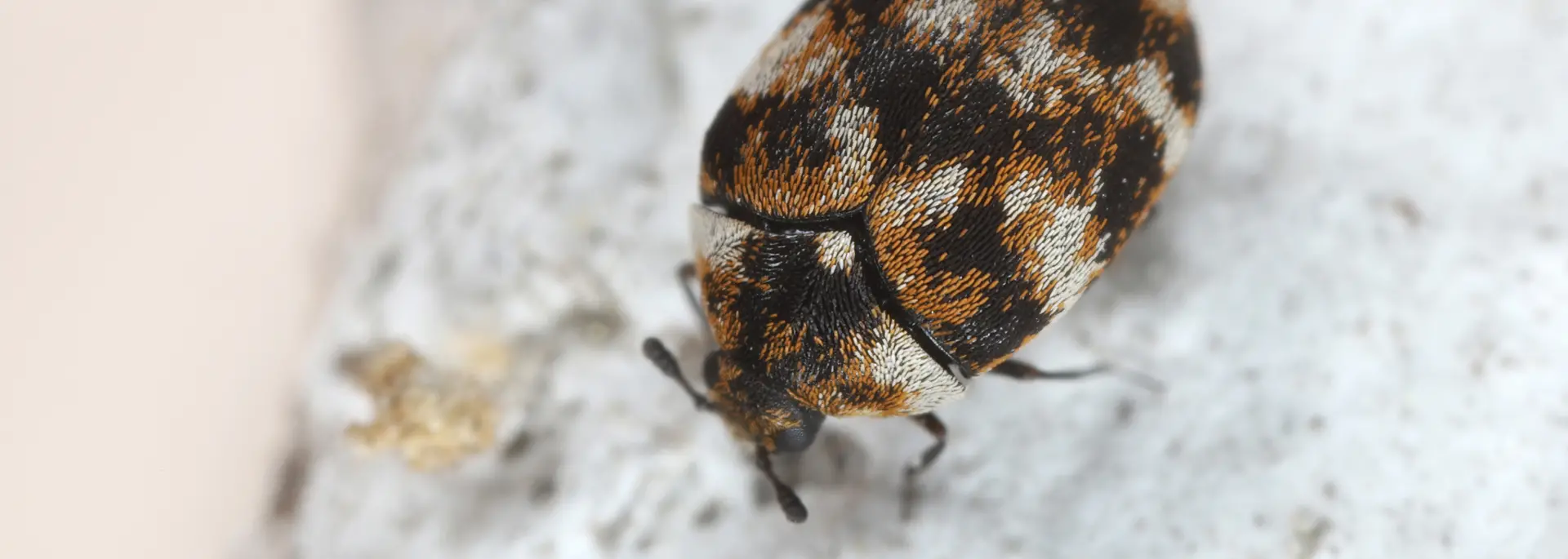 Closeup of a common household pest—the carpet beetle. Call Eden Advanced Pest Technologies to get rid of household pests today.