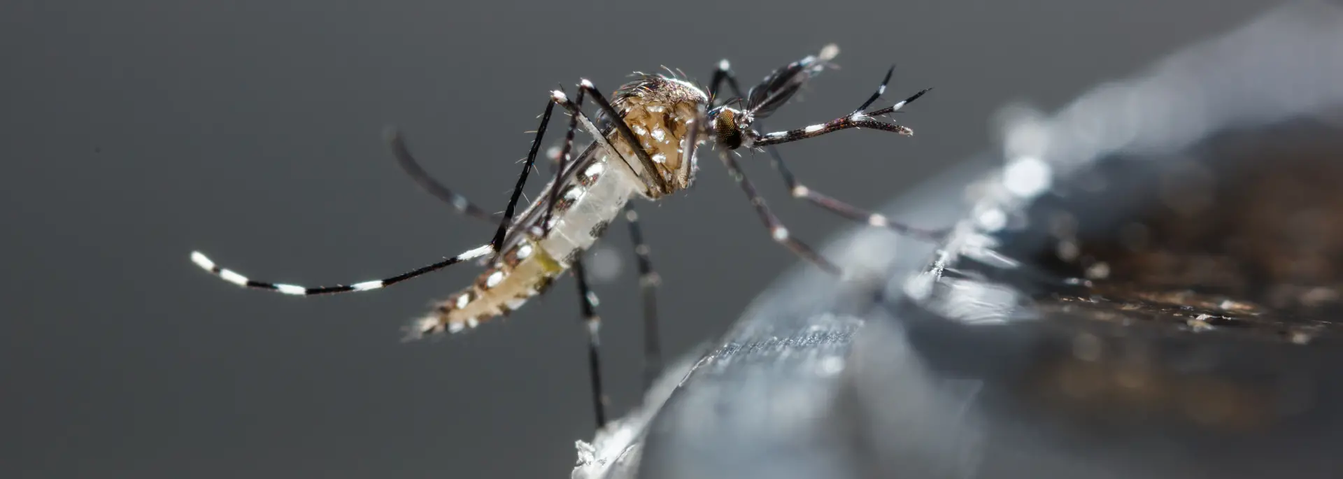Closeup of a mosquito resting on bird bath. The mosquito control and extermination experts at Eden Advanced Pest Technologies can get rid of mosquitoes from your Spokane property.