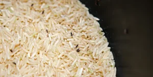white rice destroyed by rice weevils