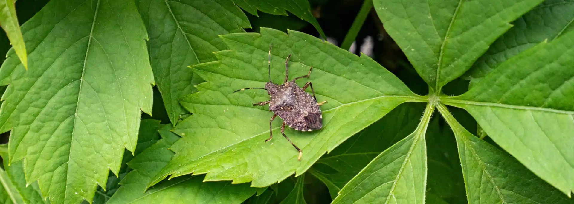 Stink bug on a leaf in Spokane, WA. Contact Eden Advanced Pest Technologies to get rid of stink bugs today.