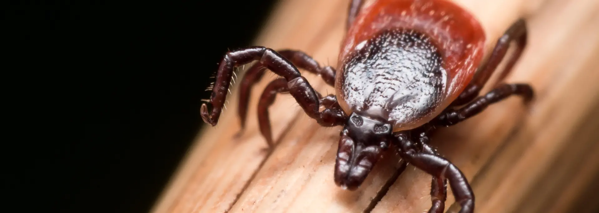 Closeup of a tick on a wooden post. Call Eden Advanced Pest Technologies today if you find ticks in your Spokane home or business.