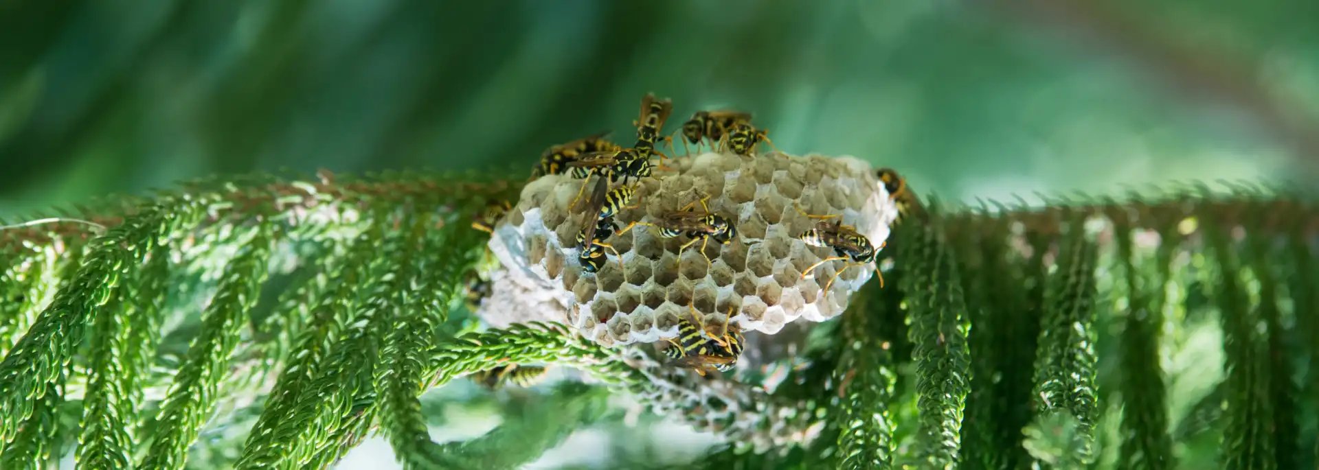 Closeup of a wasp nest in a tree. Call Eden Advanced Pest Technologies if you discover a wasp nest on your Spokane property.