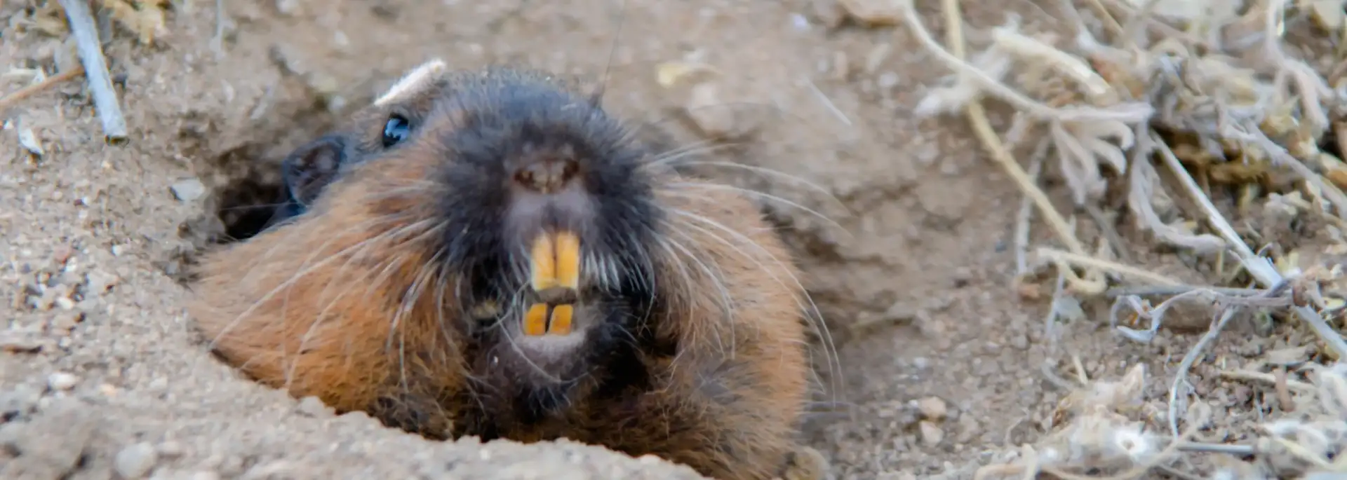 A pocket gopher in the ground. Contact Eden Advanced Pest Technologies for your wildlife removal and control needs in Spokane, WA.
