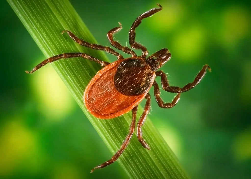 closeup of a blacklegged tick on a piece of grass