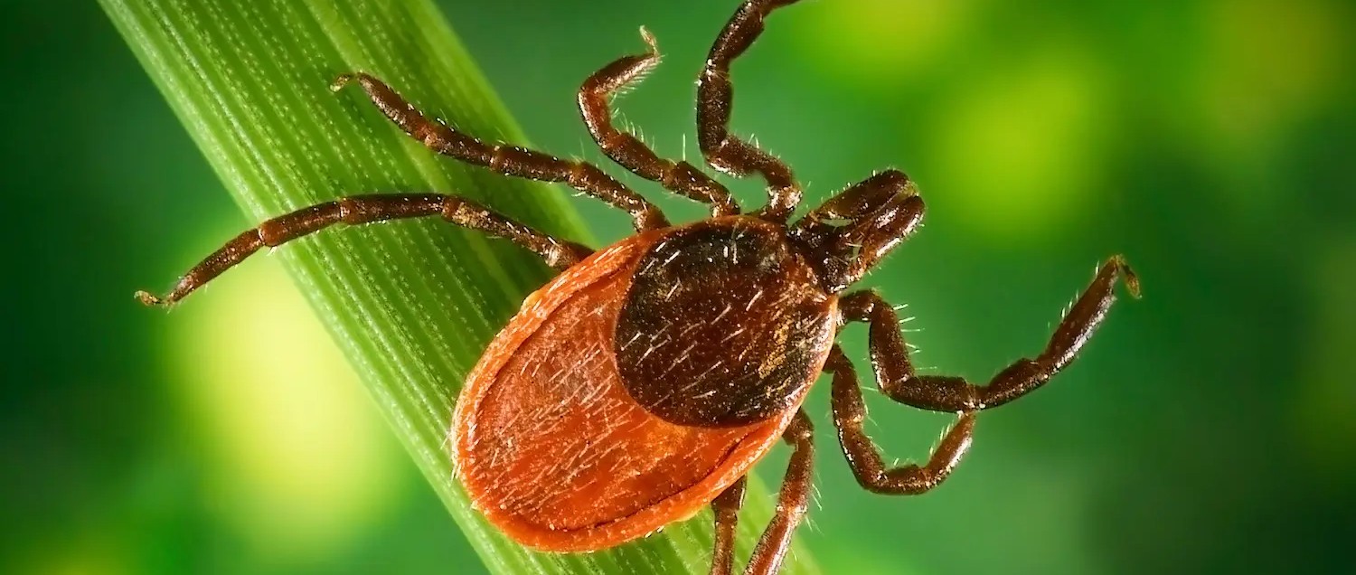 closeup of a blacklegged tick on a piece of grass