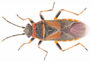 elm seed bug on a white background
