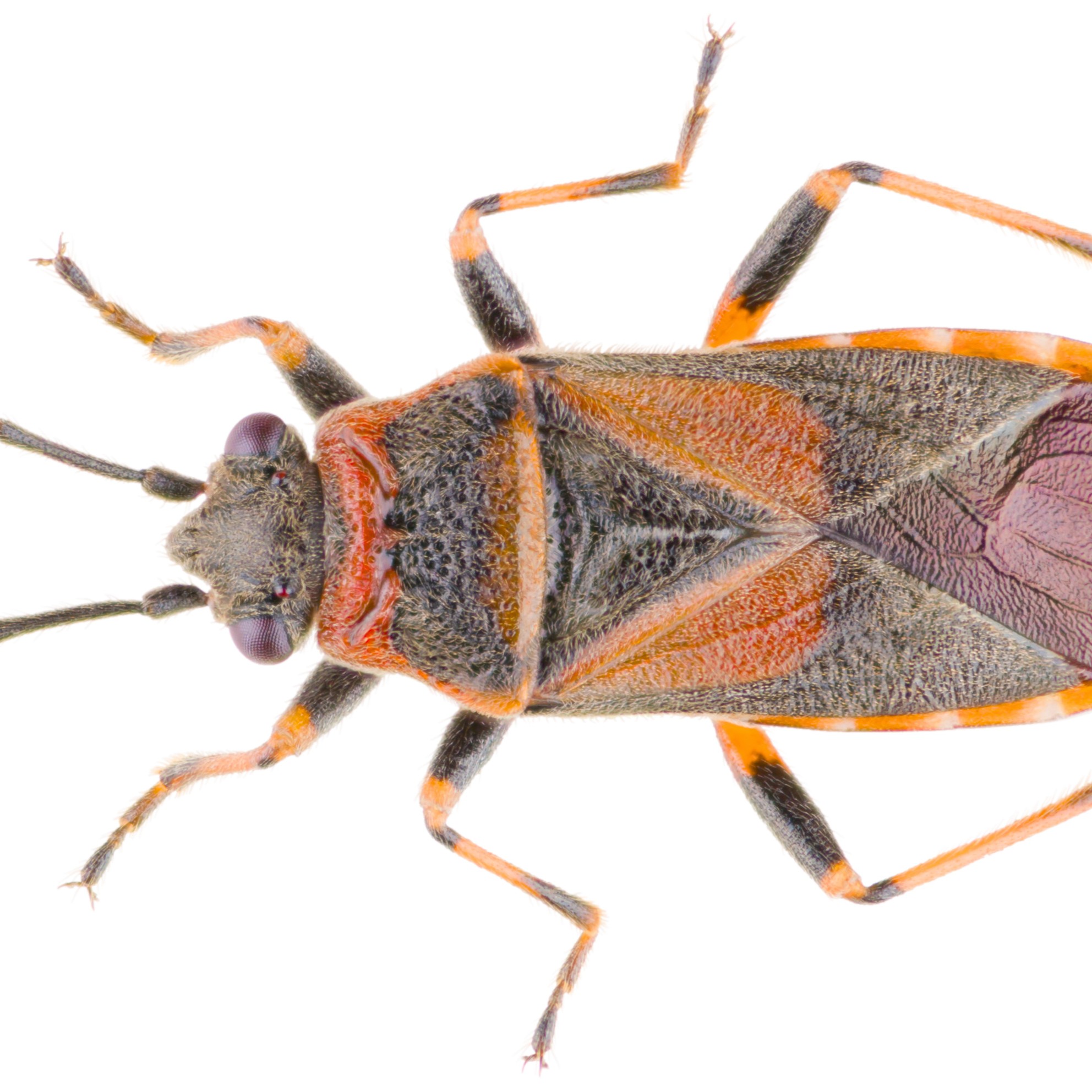 elm seed bug on a white background