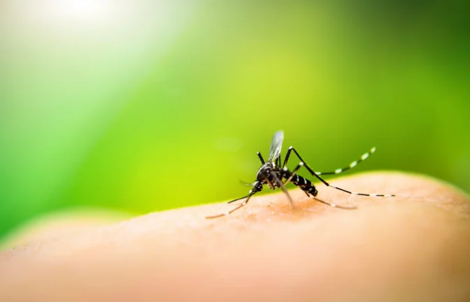A mosquito biting the knuckle on a person's hand.