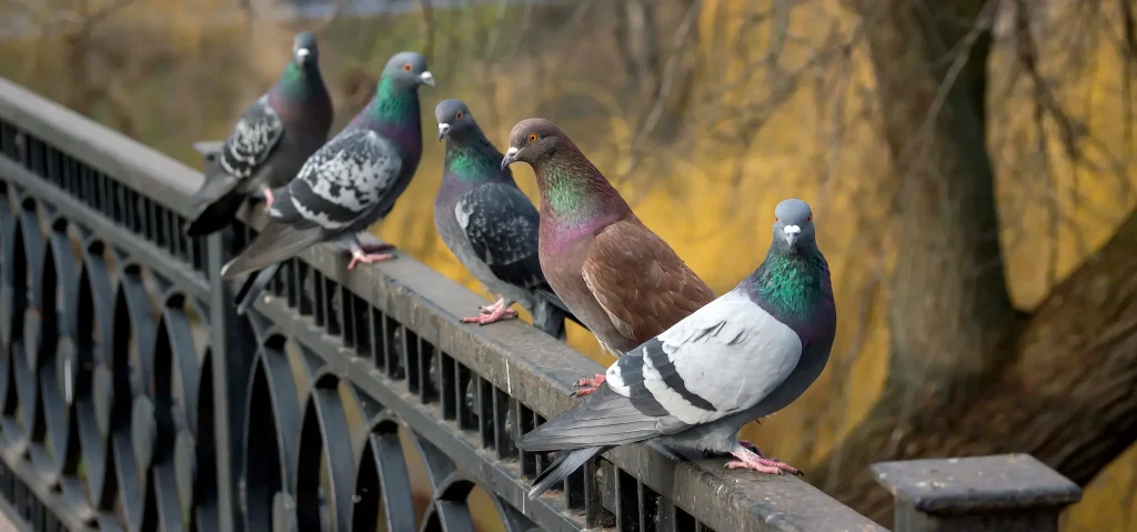 a flock of pigeons on railing