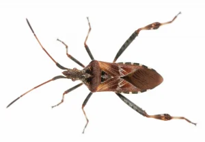 western conifer seed bug on a white background