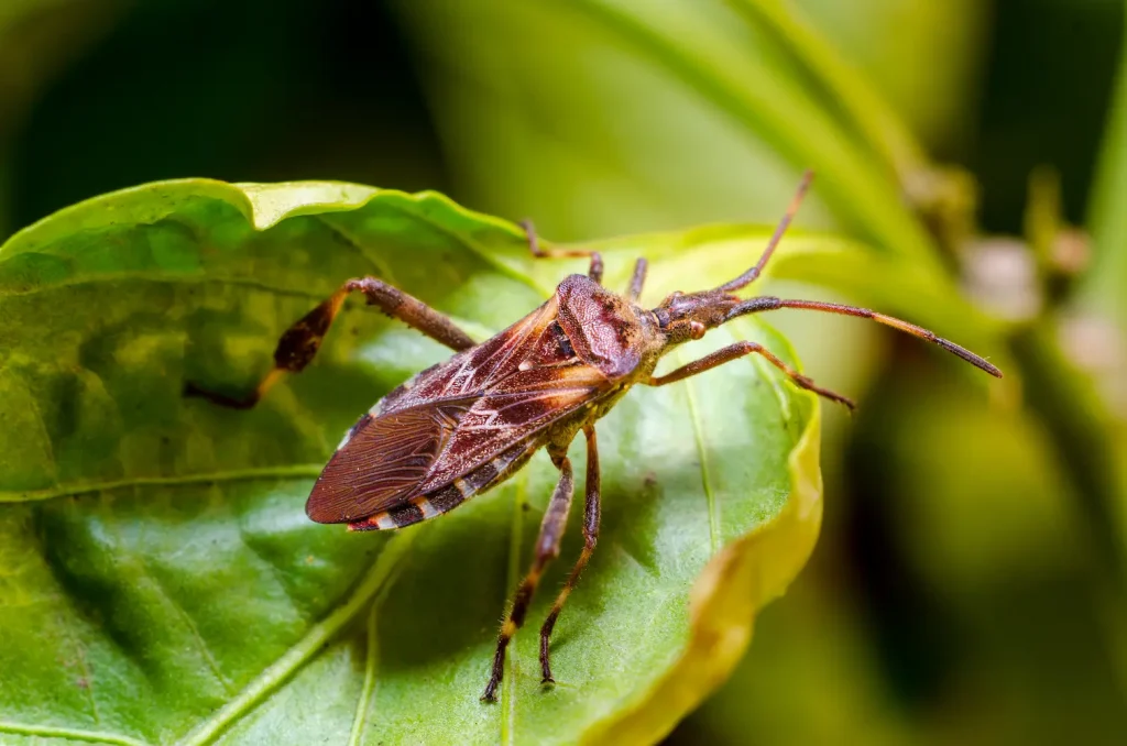 western conifer seed bug on a leaf