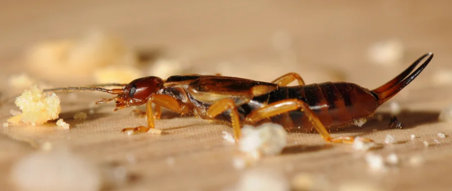 A closeup of an earwig on a wooden table in Spokane WA