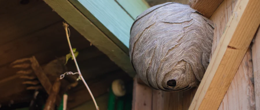 A closeup of a wasps nest on a shed door in Spokane WA