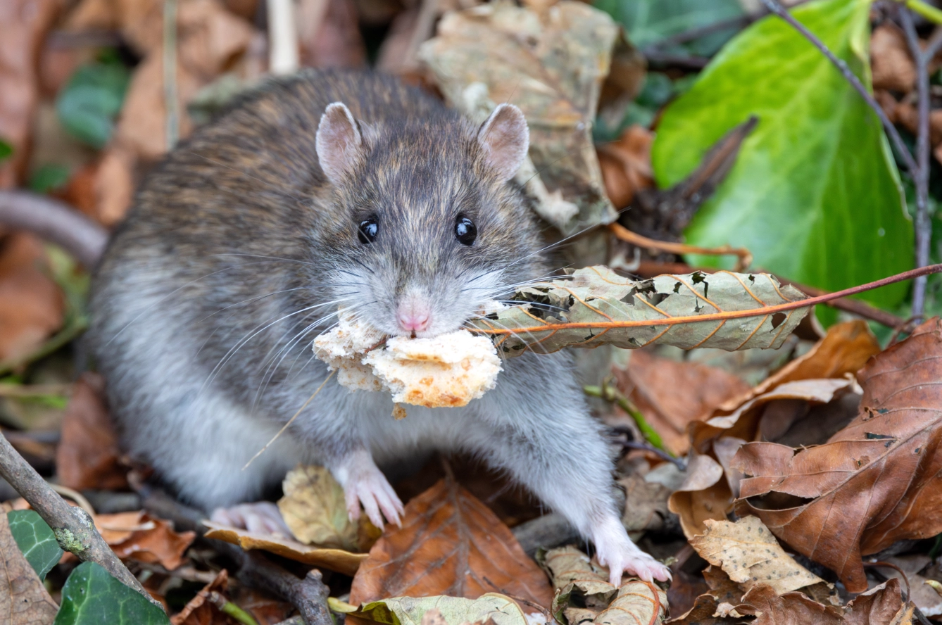 A rat with nesting materials in its mouth while standing in a pile of dried leaves.