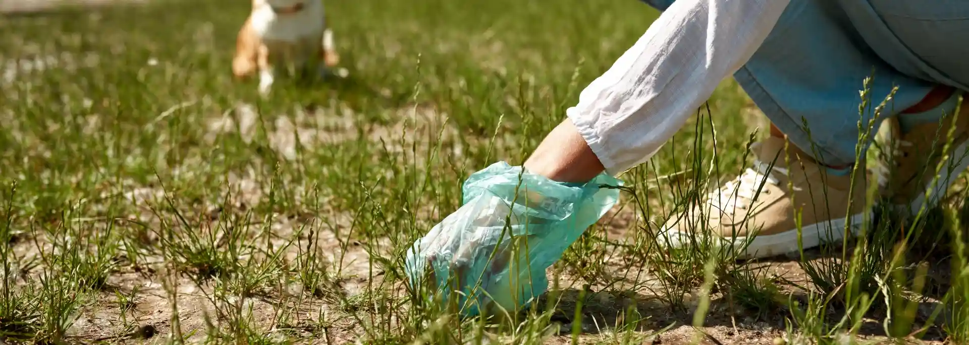 erson picking up dog waste from a grassy lawn using a green plastic bag, with a corgi sitting in the background.
