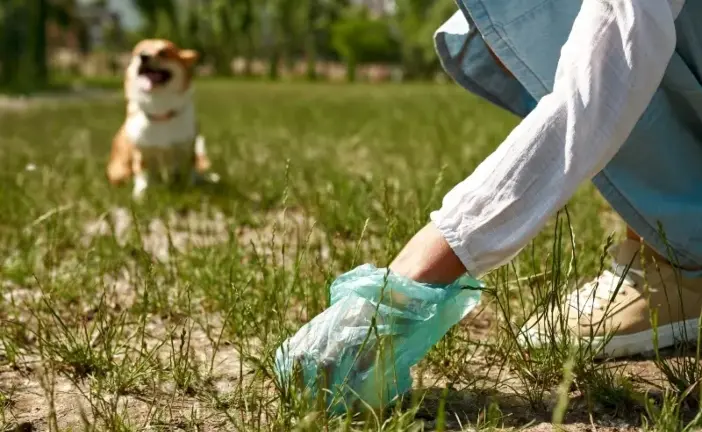 erson picking up dog waste from a grassy lawn using a green plastic bag, with a corgi sitting in the background.