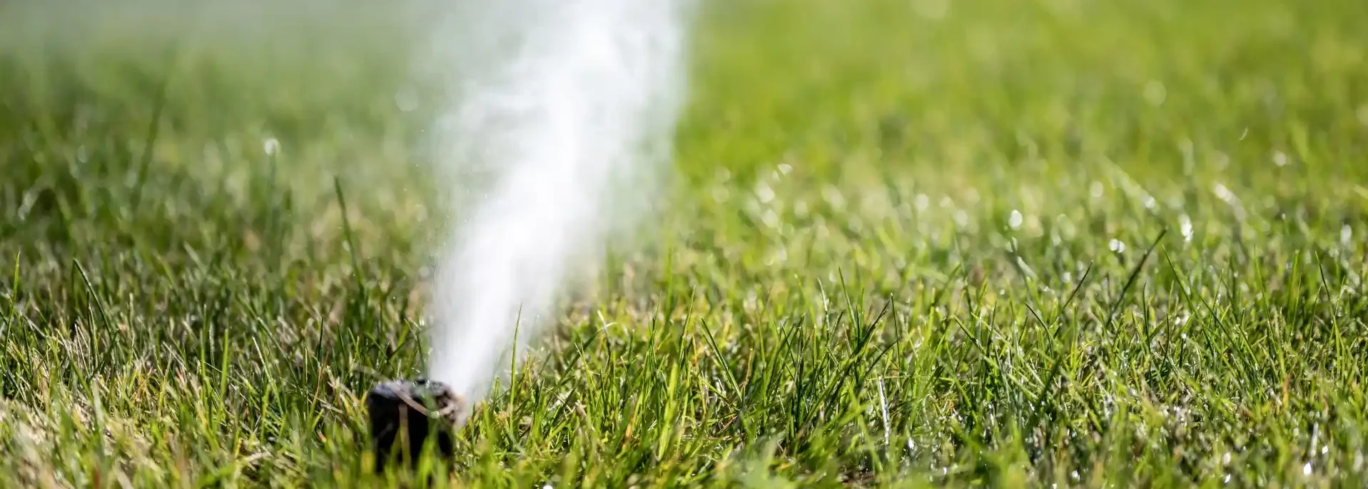A pop-up lawn sprinkler head blowing out compressed air and mist over green grass during an irrigation winterization process.
